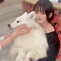 サモエドの話