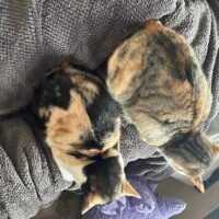 背中を追いたいタイプ