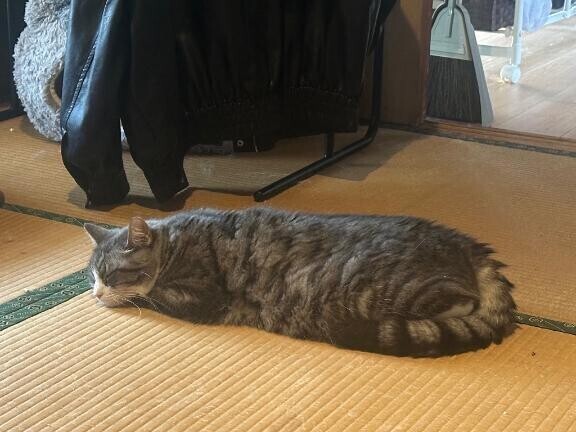 _( _´･-･)_ぺたぁ