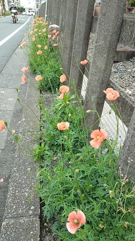 満開のケシ