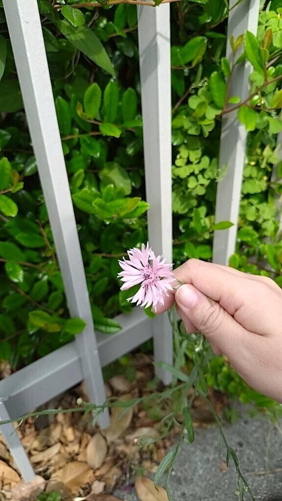 見たことないけど可愛い