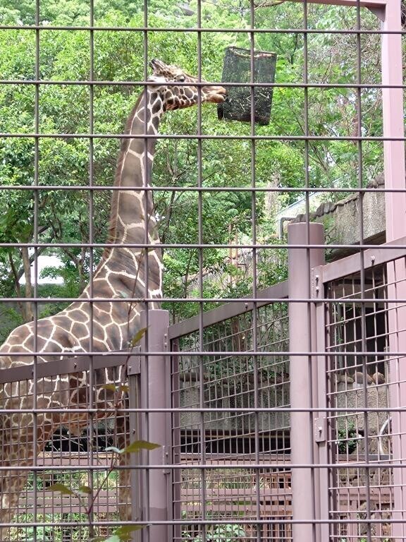上野動物園！