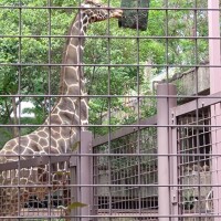 上野動物園！