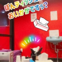 これぞ、素敵な導入??*。