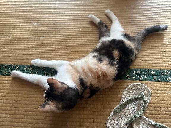 しかばネコ