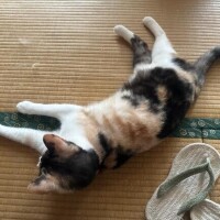 しかばネコ
