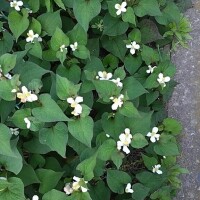 旬です