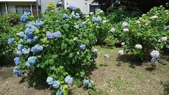 紫陽花の時期です