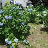 紫陽花の時期です