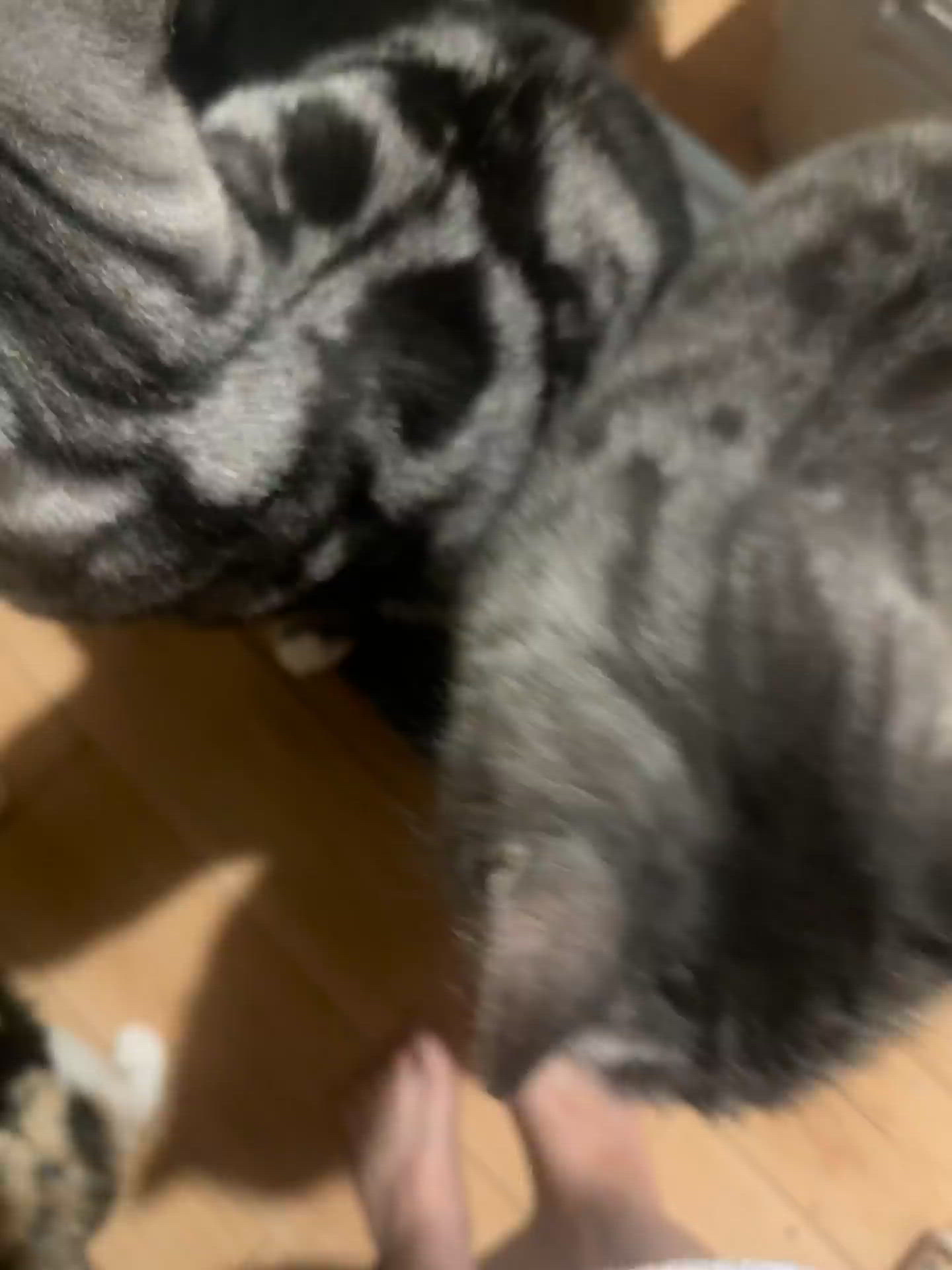 猫テロ