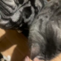 猫テロ