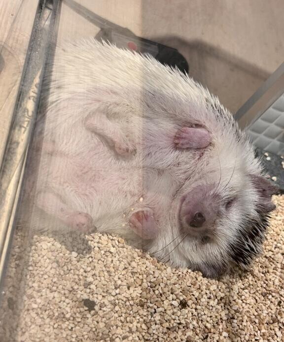 ハリネズミ?