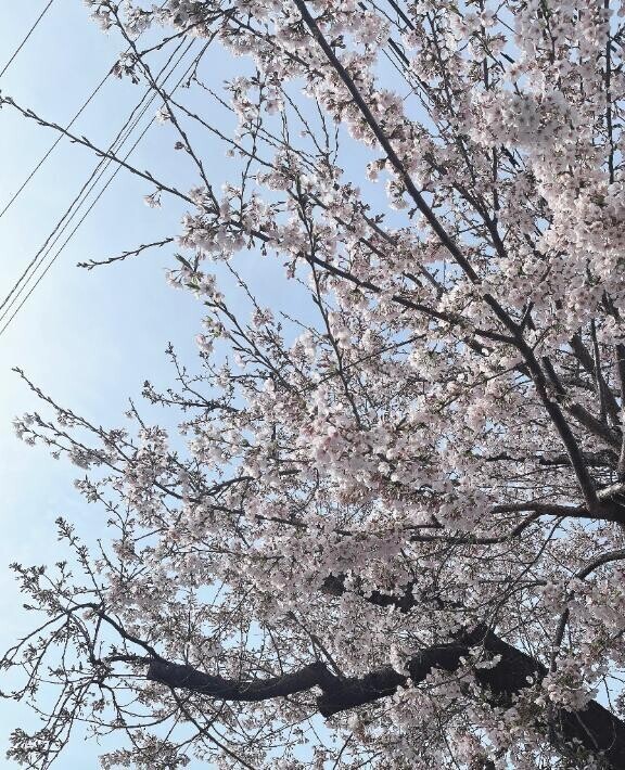お花見行こ！