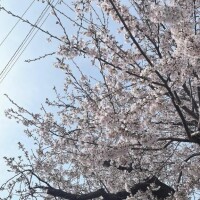 お花見行こ！