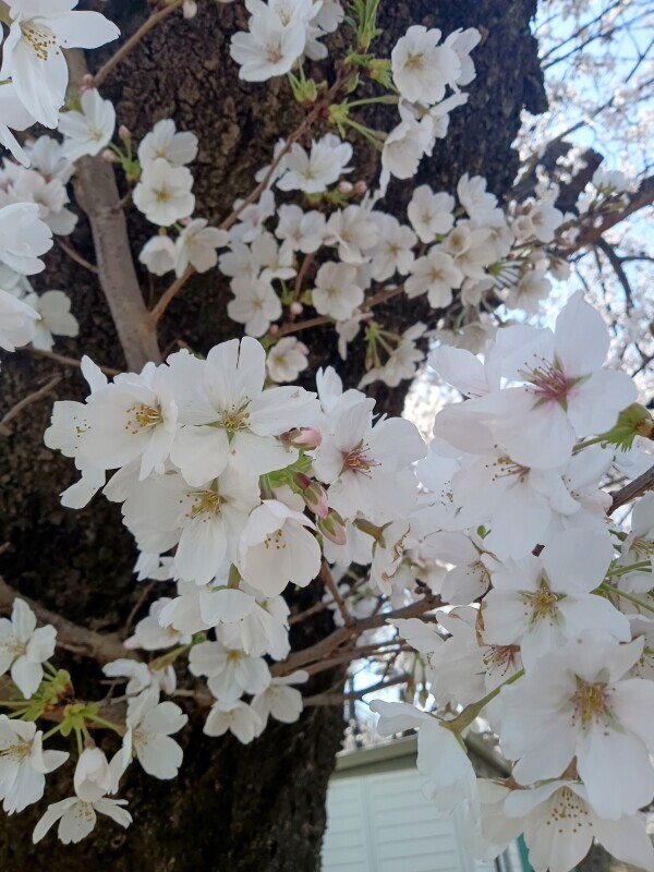 珍しく