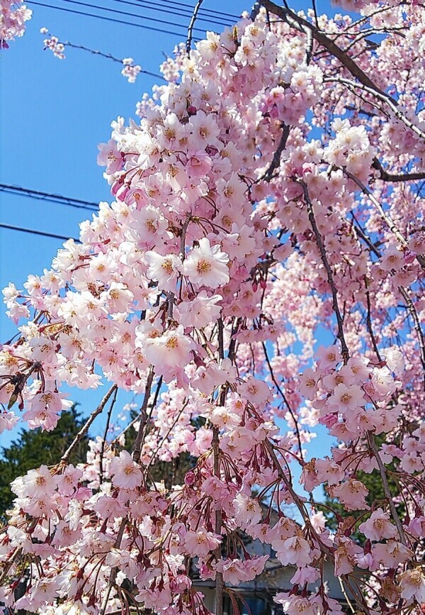 喜多方さくらまつり🌸
