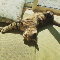 あお