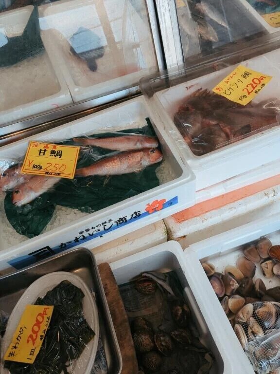 今日のご案内📢