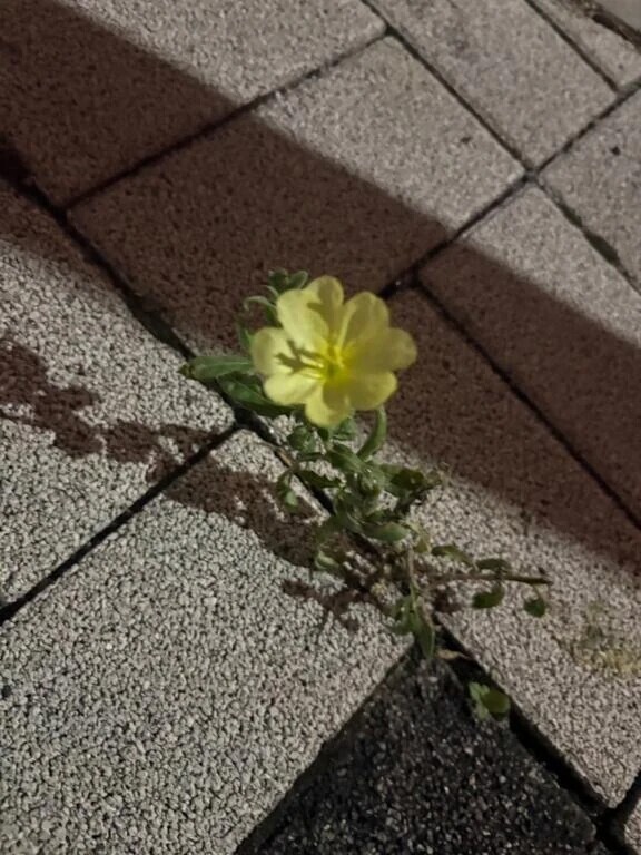 雨ニモマケズ　風ニモマケズ