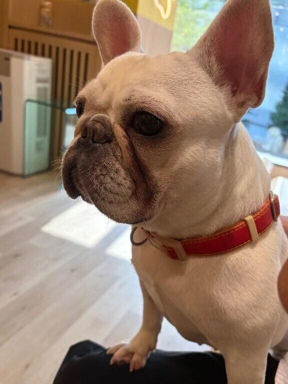 犬🐶💕