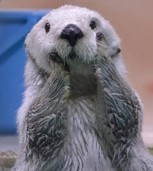 大喜利、、、（笑）