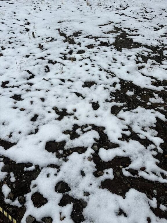 雪すごいね❄️