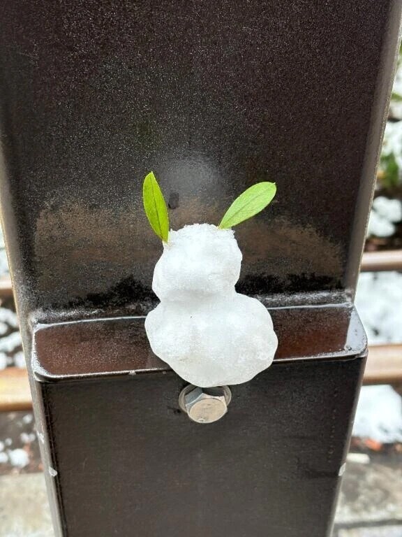 可愛い🐇⛄️