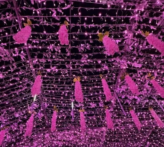 技術はないけどお裾分け🌸