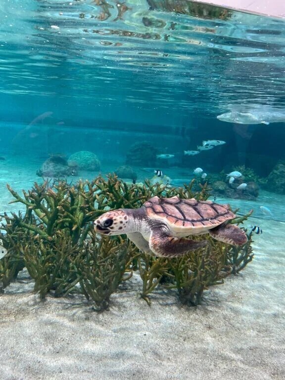 🐬🐟🐠