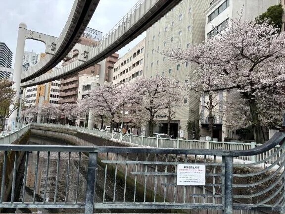 きれいだった🌸