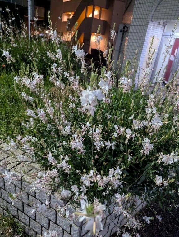 今日もあざまる水産🩷