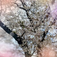 お散歩