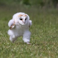 【西船橋】🦉