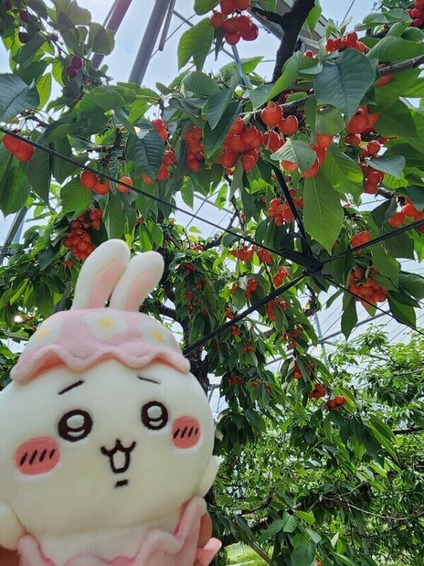 🍒会いに来てくれてありがとう🍒
