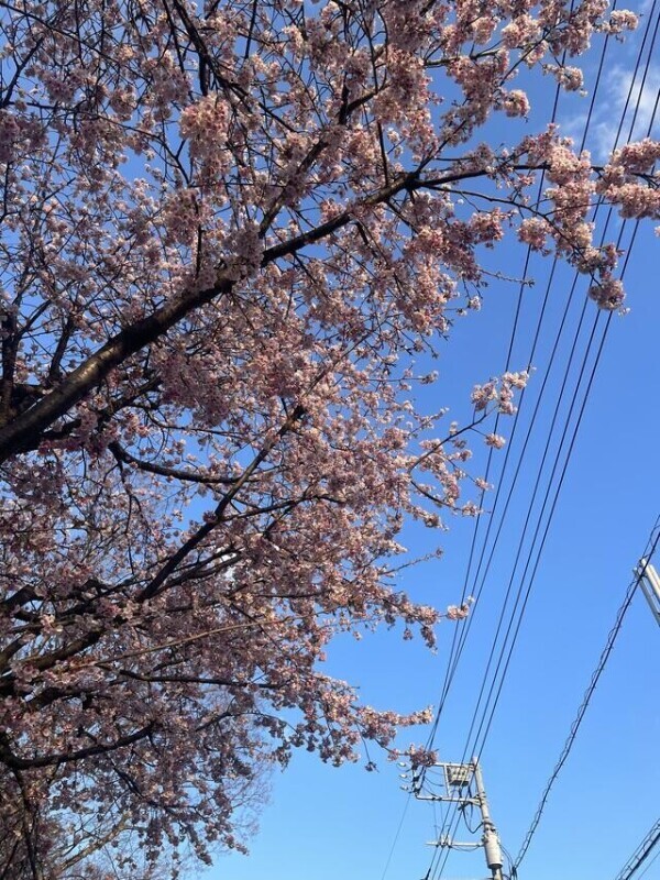 実は