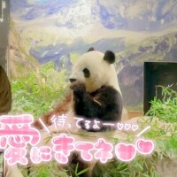 のばら