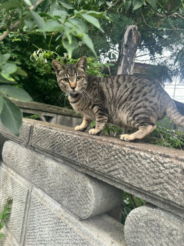 可愛いねこちゃん🐱