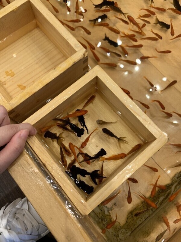 金魚すくい♡