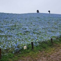 さとみ