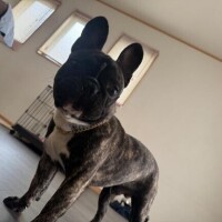 あやか