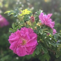 今日もありがとう🩷