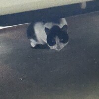 猫ちゃん♡