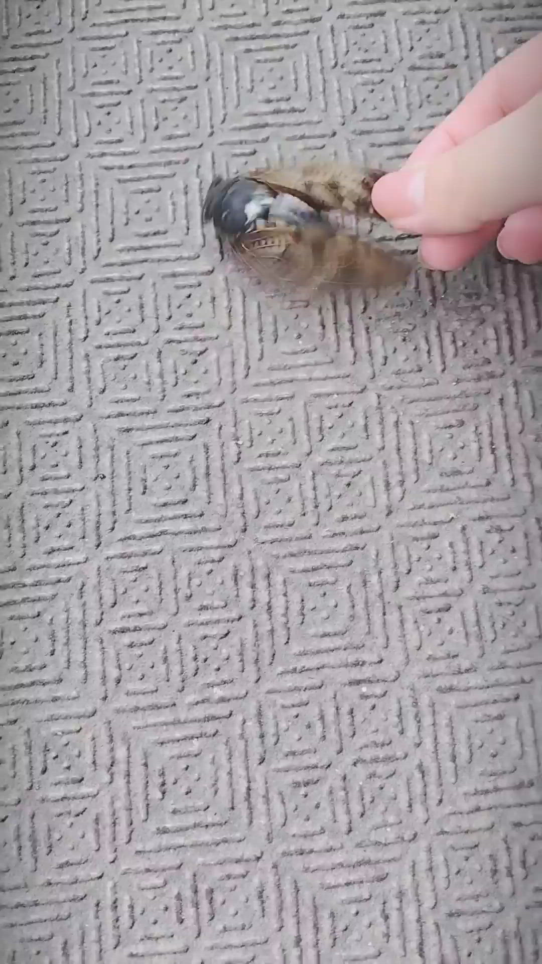 セミファイナル❗