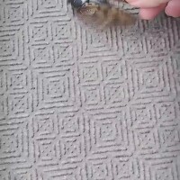 セミファイナル❗