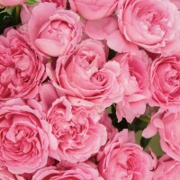 29日ご縁があった皆様へ♡