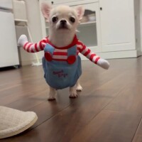 ハロウィン出れます！