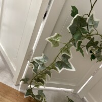 一華（いちか）