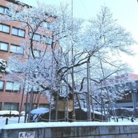 蓮見（はすみ）