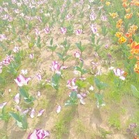 京香（きょうか）