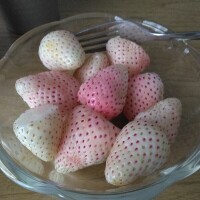紫音（しおん）